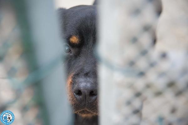 Ares, forza e fedeltà in cerca di una guida vera Foto 2